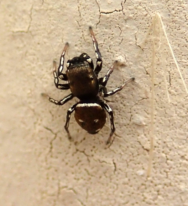 Heliophanus cf. kochii